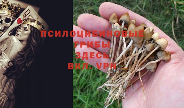 прущие грибы Беломорск